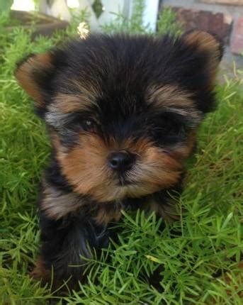 Looking To Rehome Puppy (Hartford) Looking To Rehome Puppy. . Hartford craigslist pets